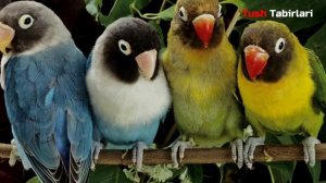 Тушда Тутикуш курса - Tushda To'tiqush ko'rsa