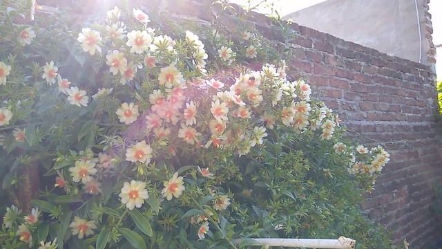 Decenas de abejas en la pereskia aculeata florecida смотреть онлайн