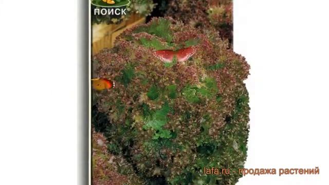 Салат обыкновенный Лолло Росса Листовой ? обзор: как сажать, семена салата Лолло Росса Листовой смотреть онлайн