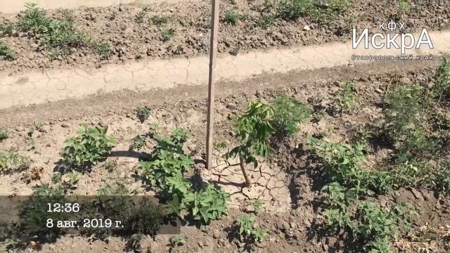 Ореховый сад: от посадки до корчевания. Новопавловск смотреть онлайн