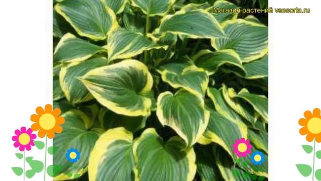 Хоста гибридная Еллоу Ривер. Краткий обзор, описание характеристик hosta hybrida Yellow River смотреть онлайн