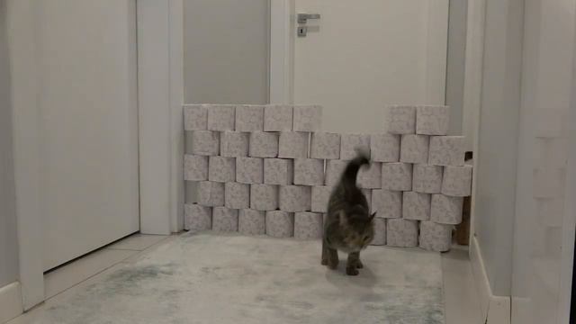 Cats vs Toilet Paper Wall - Here is My Cat island смотреть онлайн