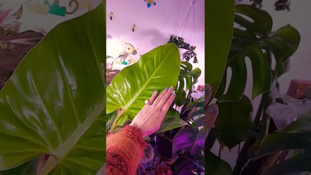 Huge leaf of philodendron lemon lime смотреть онлайн
