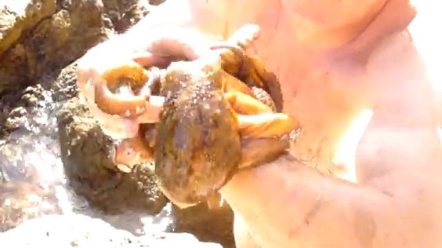Tintenfisch смотреть онлайн
