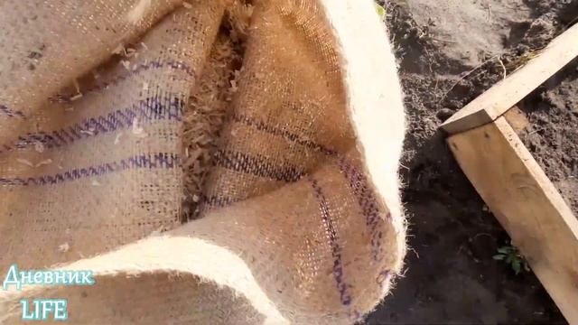 САЖАЮ ЧЕСНОК И БУЛЬБОЧКИ ПОД ЗИМУ ЛЕГКО И ПРОСТО! смотреть онлайн