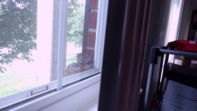 Robins nesting on my windowsill 2 смотреть онлайн