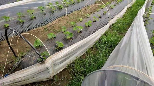 Ремонтная Фантазия