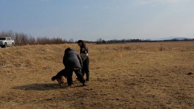 4.  выражено/пож OSTEN STERN SHADE (Liam V. Bad-Boll – Osten Stern Valensiya)