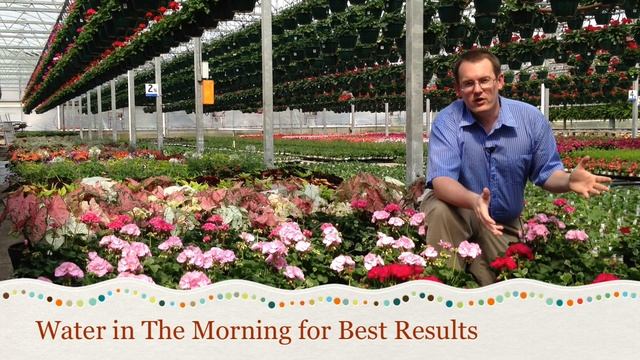 How-To Grow Geraniums (Pelargonium) смотреть онлайн