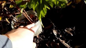 Красивая живая изгородь из разноцветного кустарника - это просто!