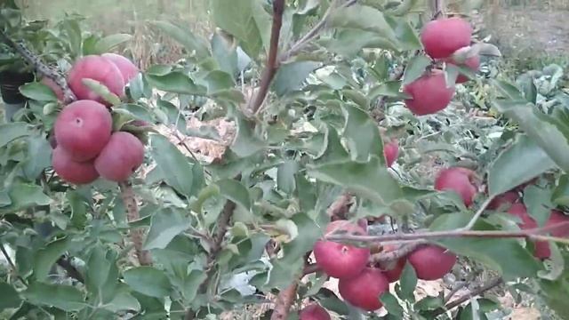 Яблоня сорта ДЖОНАТАН смотреть онлайн