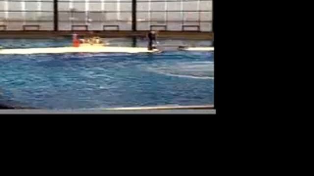 Dolphin Show смотреть онлайн