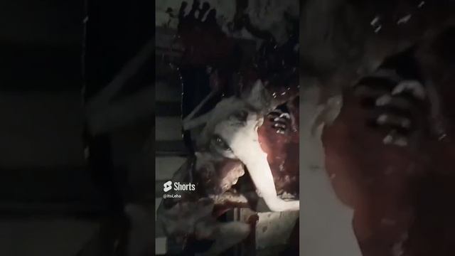 Фу!Ну и гадость!  #amygdala #horror2024