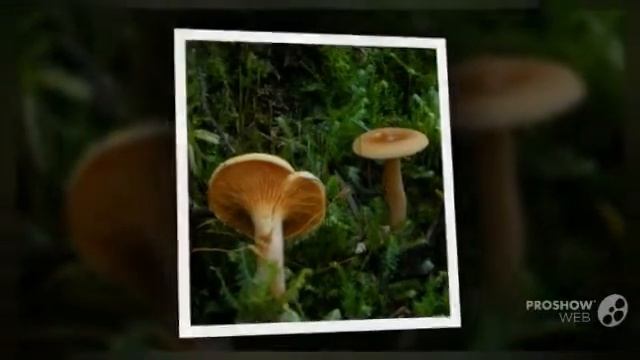Clitocybe aurantiaca - fungi kingdom смотреть онлайн