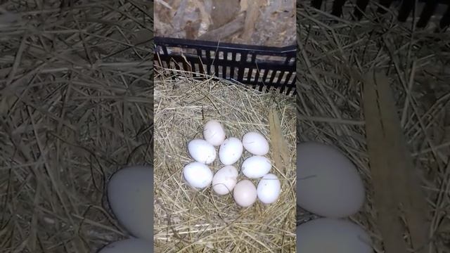 Куры Борковская барвистая как несутся. смотреть онлайн