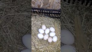 Куры Борковская барвистая как несутся.