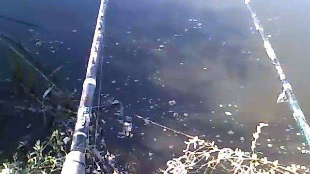 Ловля карпа на флэт смотреть онлайн