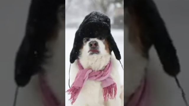 Собака поет патимейкер!) смотреть онлайн