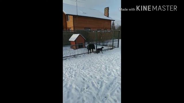 Тибетов много не бывает , а вот Добермана им оказалось много :) смотреть онлайн