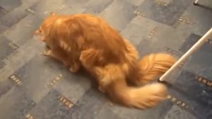 Вязка мейн-кун