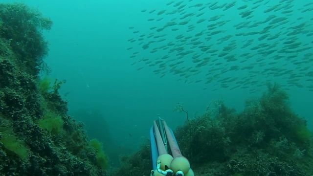 Подводная охота в Черном море. Горбыли. 06.08.2014г. смотреть онлайн