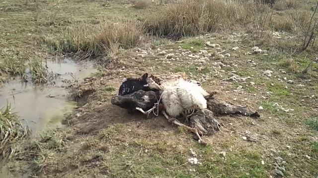 Охота на шакала. Зачищаем приваду. смотреть онлайн