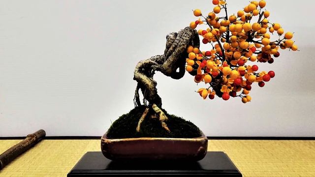 Perfect looks and great technique | The 30th Shuga-ten | SHOHIN BONSAI EXHIBITION смотреть онлайн