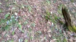 МЫШКА СОСИСКА В РЕАЛЬНОЙ ЖИЗНИ