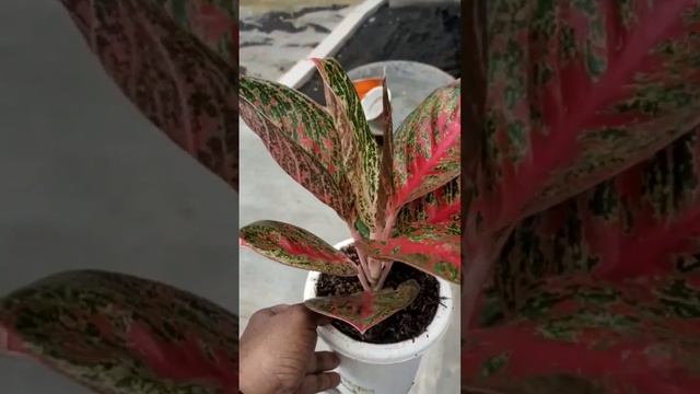 Francis Red Jadi Dah Warna #plants #aglaonema #aglonema #garden смотреть онлайн