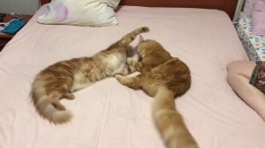 Мейкуны играют😺😼