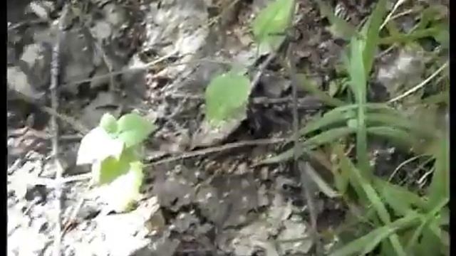 Как собирают грибы Веселки и ведьмины яйца в лесу Старые Батеки. смотреть онлайн