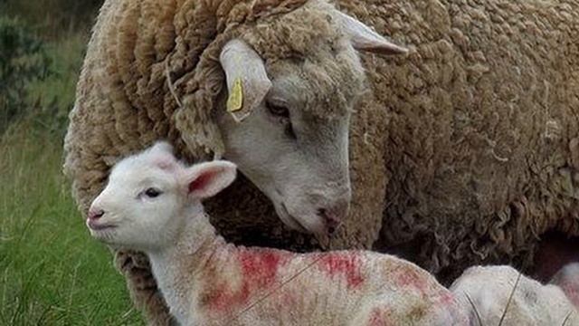 Île-de-France Sheep | Adaptable Triple Purpose смотреть онлайн