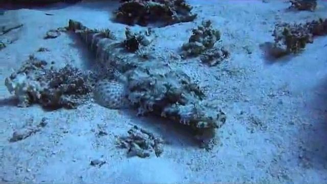 Рыба крокодил, Red Sea Hurghada смотреть онлайн