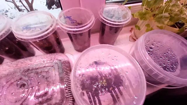 10 января Уход за оконным огородом смотреть онлайн