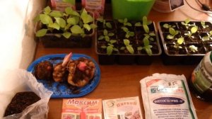 ОБРАБОТКА ЛУКОВИЦ  ПРЕПАРАТОМ МАКСИМ