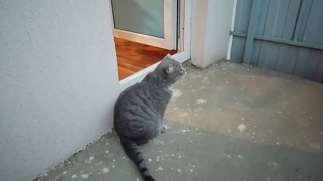 Мася на балконе. смотреть онлайн