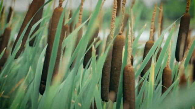 Как открыть третий глаз и развить сверхспособности смотреть онлайн