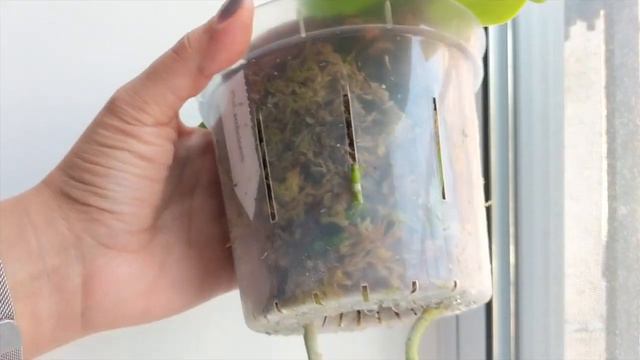 Species Spotlight Saturday | Phalaenopsis Amboinensis Orchid - History and Care смотреть онлайн