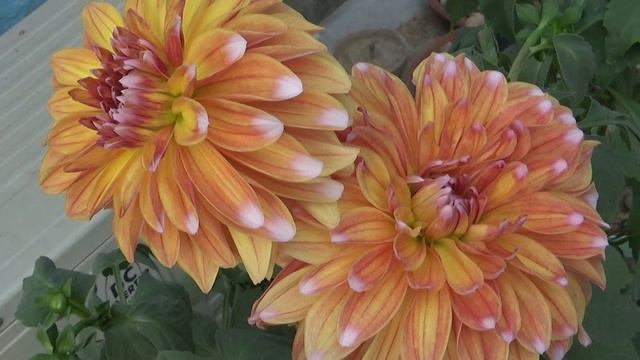 Orange Colour of Dahlia Flower смотреть онлайн
