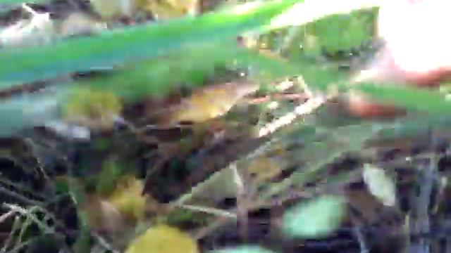 У нас под забором растут белые грибы. Лето 2018 года. смотреть онлайн