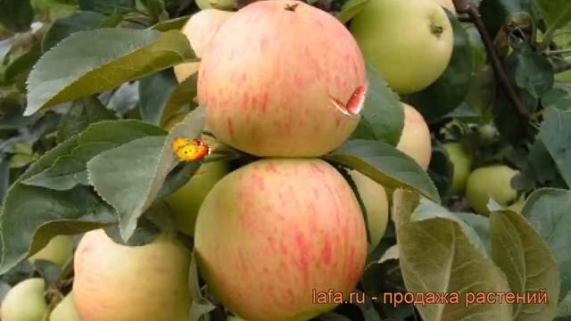 Яблоня средний Юбиляр (malus iubiliar) ? яблоня Юбиляр обзор: как сажать саженцы яблони Юбиляр смотреть онлайн