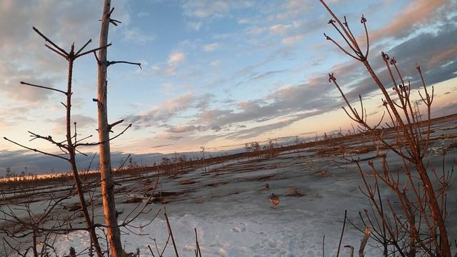 Охота Архангельская область весна 2020. Журавли прилетели смотреть онлайн