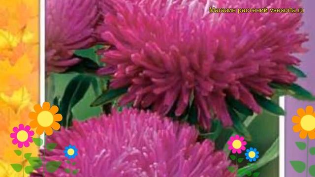 Астра Мерлин Пурпурная. Краткий обзор, описание характеристик, где купить семена Merlin Purpurnaya смотреть онлайн