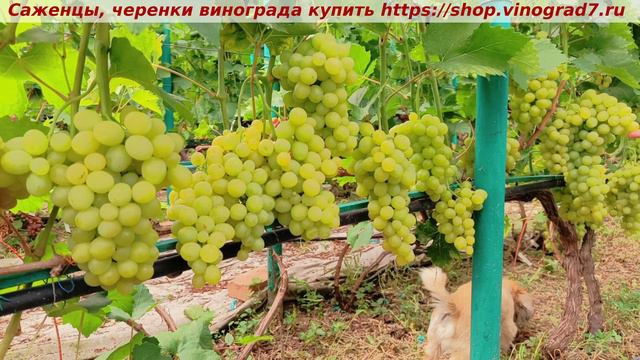 Парад сортов ВИНОГРАДА на 27.07.24 года - МУСКАТ ЛЕТНИЙ окрашивание, созревание, характеристики. смотреть онлайн