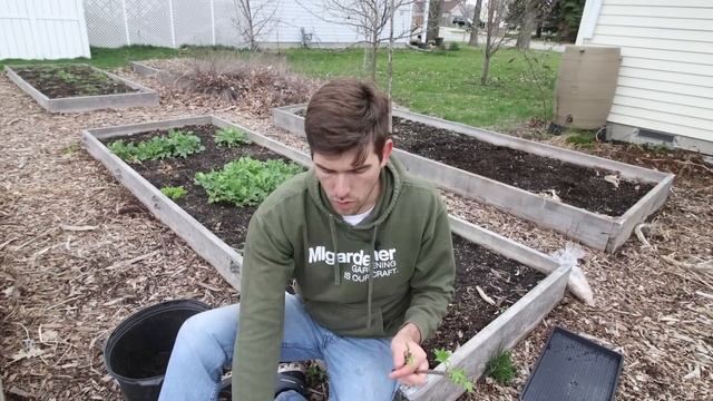 How to Propagate and Root Elderberry Cuttings смотреть онлайн