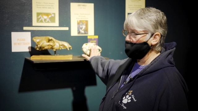 Unlocking the Secrets of the Dire Wolf смотреть онлайн