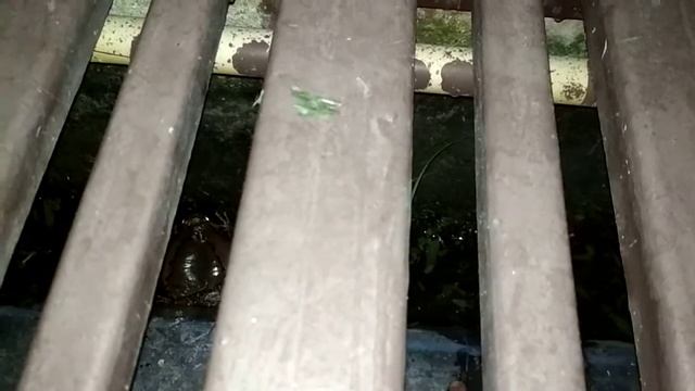 Звуки лягушки смотреть онлайн