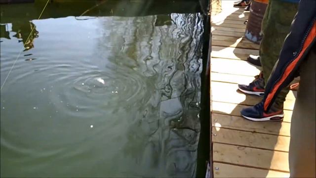 Ловля Форели!!! Приманки для ловли Форели!!! Рыбалка в Подмосковье!!!15.04.18 смотреть онлайн