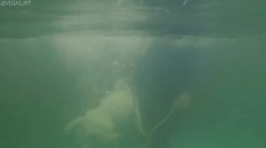 Джек Рассел Вегас ныряет