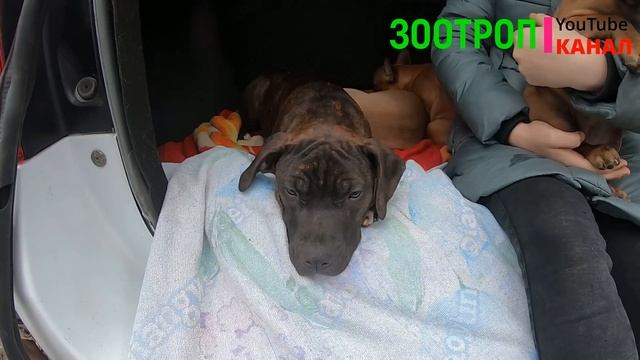Собачий рынок. Одесса сегодня. Староконный рынок. Птичка. Продажа щенков. Продажа щенков. #зоотроп смотреть онлайн